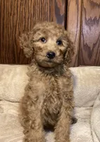 Rosie, a female Goldendoodle for sale in Shawnee, OK – Photo 1 of 8