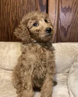 Rosie, a female Goldendoodle for sale in Shawnee, OK – Photo 5 of 8