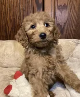 Rosie, a female Goldendoodle for sale in Shawnee, OK – Photo 8 of 8