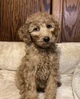 Rosie, a female Goldendoodle for sale in Shawnee, OK – Photo 6 of 8