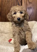 Rosie, a female Goldendoodle for sale in Shawnee, OK – Photo 4 of 8