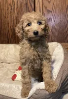 Rosie, a female Goldendoodle for sale in Shawnee, OK – Photo 3 of 8