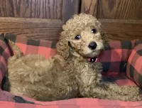 Belle, a female Goldendoodle for sale in Shawnee, OK – Photo 1 of 4