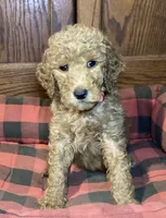 Belle, a female Goldendoodle for sale in Shawnee, OK – Photo 4 of 4