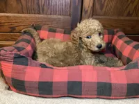 Belle, a female Goldendoodle for sale in Shawnee, OK – Photo 2 of 4