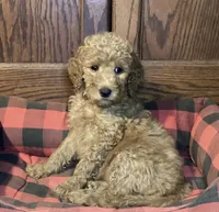 Belle, a female Goldendoodle for sale in Shawnee, OK – Photo 3 of 4