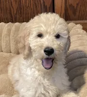 Tator, a male Goldendoodle for sale in Shawnee, OK – Photo 5 of 6