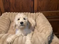 Tator, a male Goldendoodle for sale in Shawnee, OK – Photo 6 of 6