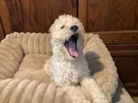 Tator, a male Goldendoodle for sale in Shawnee, OK – Photo 4 of 6