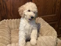 Tator, a male Goldendoodle for sale in Shawnee, OK – Photo 3 of 6