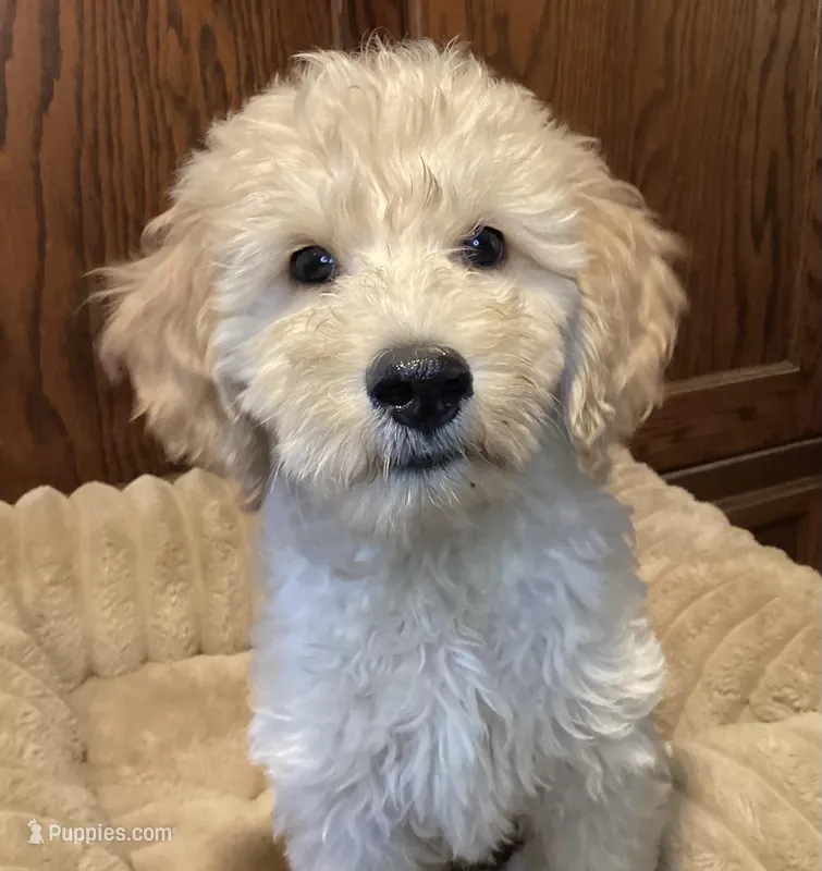 Tator, a male Goldendoodle for sale in Shawnee, OK – Photo 1 of 6