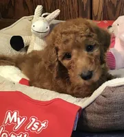 Anna/yellow collar, a male Goldendoodle for sale in Shawnee, OK – Photo 2 of 6