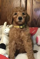 Anna/yellow collar, a male Goldendoodle for sale in Shawnee, OK – Photo 5 of 6