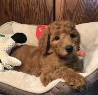 Anna/yellow collar, a male Goldendoodle for sale in Shawnee, OK – Photo 4 of 6