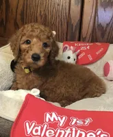 Anna/yellow collar, a male Goldendoodle for sale in Shawnee, OK – Photo 3 of 6