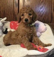 Anna/yellow collar, a male Goldendoodle for sale in Shawnee, OK – Photo 6 of 6