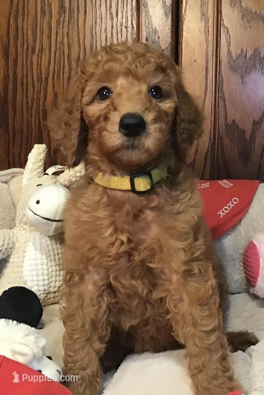 Anna/yellow collar, a male Goldendoodle for sale in Shawnee, OK – Photo 1 of 6