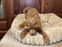 Pitty Paddy, a female Goldendoodle for sale in Shawnee, OK – Photo 6 of 7