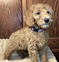 Pitty Paddy, a female Goldendoodle for sale in Shawnee, OK – Photo 7 of 7