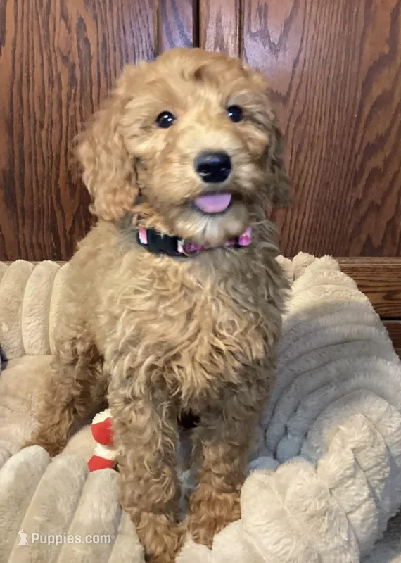 Pitty Paddy, a female Goldendoodle for sale in Shawnee, OK – Photo 1 of 7