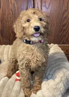 Pitty Paddy, a female Goldendoodle for sale in Shawnee, OK – Photo 1 of 7