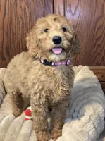 Pitty Paddy, a female Goldendoodle for sale in Shawnee, OK – Photo 3 of 7