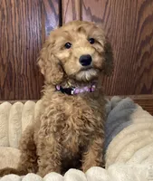 Pitty Paddy, a female Goldendoodle for sale in Shawnee, OK – Photo 4 of 7