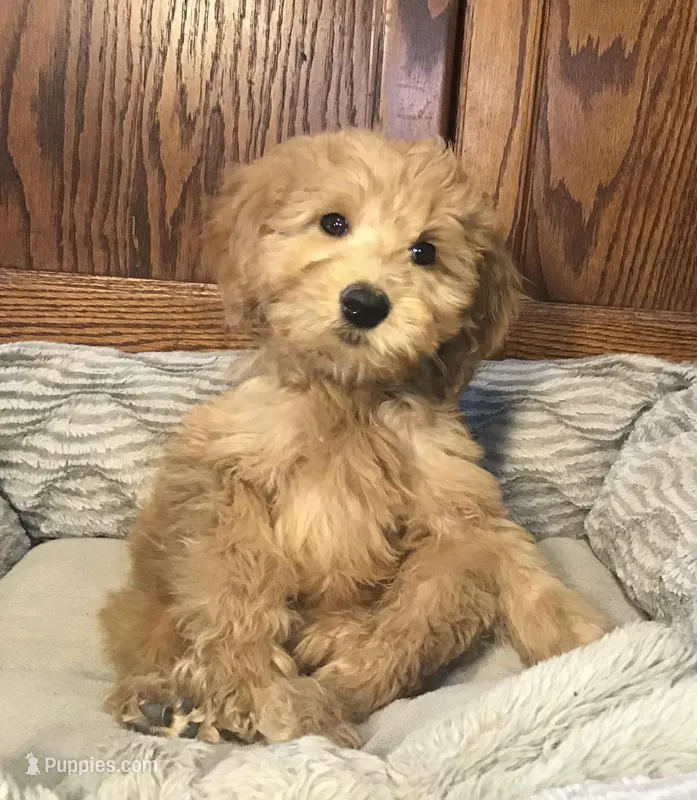 Bob, a male Goldendoodle for sale in Shawnee, OK – Photo 1 of 8