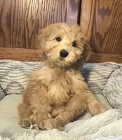Bob, a male Goldendoodle for sale in Shawnee, OK – Photo 1 of 8