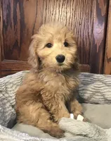 Bob, a male Goldendoodle for sale in Shawnee, OK – Photo 6 of 8