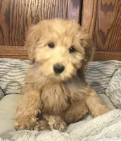 Bob, a male Goldendoodle for sale in Shawnee, OK – Photo 2 of 8