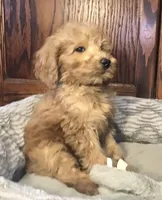 Bob, a male Goldendoodle for sale in Shawnee, OK – Photo 5 of 8