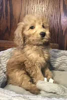 Bob, a male Goldendoodle for sale in Shawnee, OK – Photo 7 of 8
