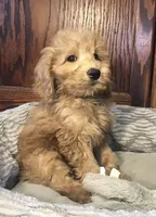 Bob, a male Goldendoodle for sale in Shawnee, OK – Photo 8 of 8