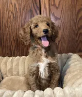 Joy, a female Goldendoodle for sale in Shawnee, OK – Photo 2 of 7