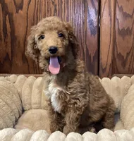 Joy, a female Goldendoodle for sale in Shawnee, OK – Photo 5 of 7