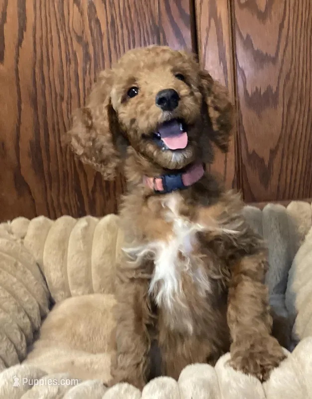 Joy, a female Goldendoodle for sale in Shawnee, OK – Photo 1 of 7