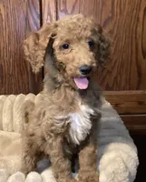 Joy, a female Goldendoodle for sale in Shawnee, OK – Photo 4 of 7