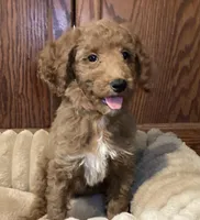 Joy, a female Goldendoodle for sale in Shawnee, OK – Photo 3 of 7