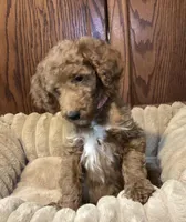 Joy, a female Goldendoodle for sale in Shawnee, OK – Photo 6 of 7