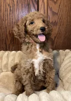 Joy, a female Goldendoodle for sale in Shawnee, OK – Photo 7 of 7