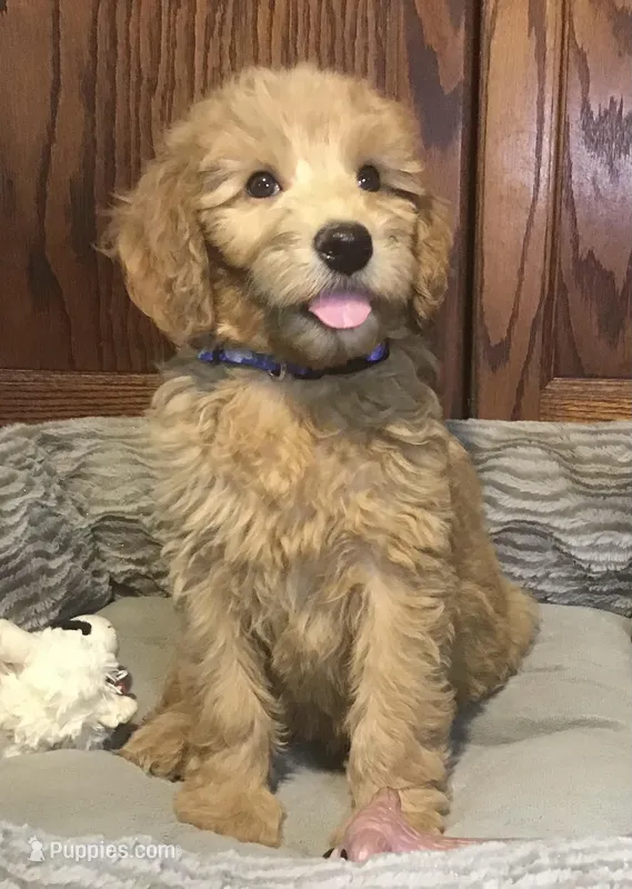 Gabby, a female Goldendoodle for sale in Shawnee, OK – Photo 1 of 6
