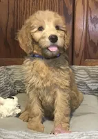 Gabby, a female Goldendoodle for sale in Shawnee, OK – Photo 1 of 6