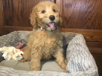 Gabby, a female Goldendoodle for sale in Shawnee, OK – Photo 4 of 6