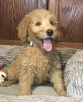 Gabby, a female Goldendoodle for sale in Shawnee, OK – Photo 3 of 6
