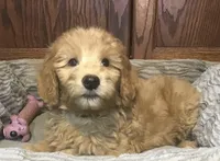 Gabby, a female Goldendoodle for sale in Shawnee, OK – Photo 6 of 6