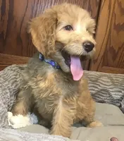 Gabby, a female Goldendoodle for sale in Shawnee, OK – Photo 2 of 6