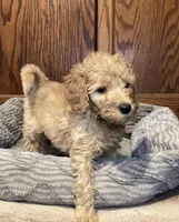 Whiskey, a male Goldendoodle for sale in Shawnee, OK – Photo 6 of 10