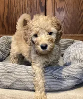 Whiskey, a male Goldendoodle for sale in Shawnee, OK – Photo 3 of 10