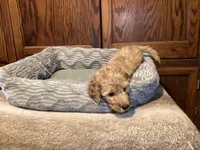Whiskey, a male Goldendoodle for sale in Shawnee, OK – Photo 5 of 10